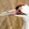Whooping Crane